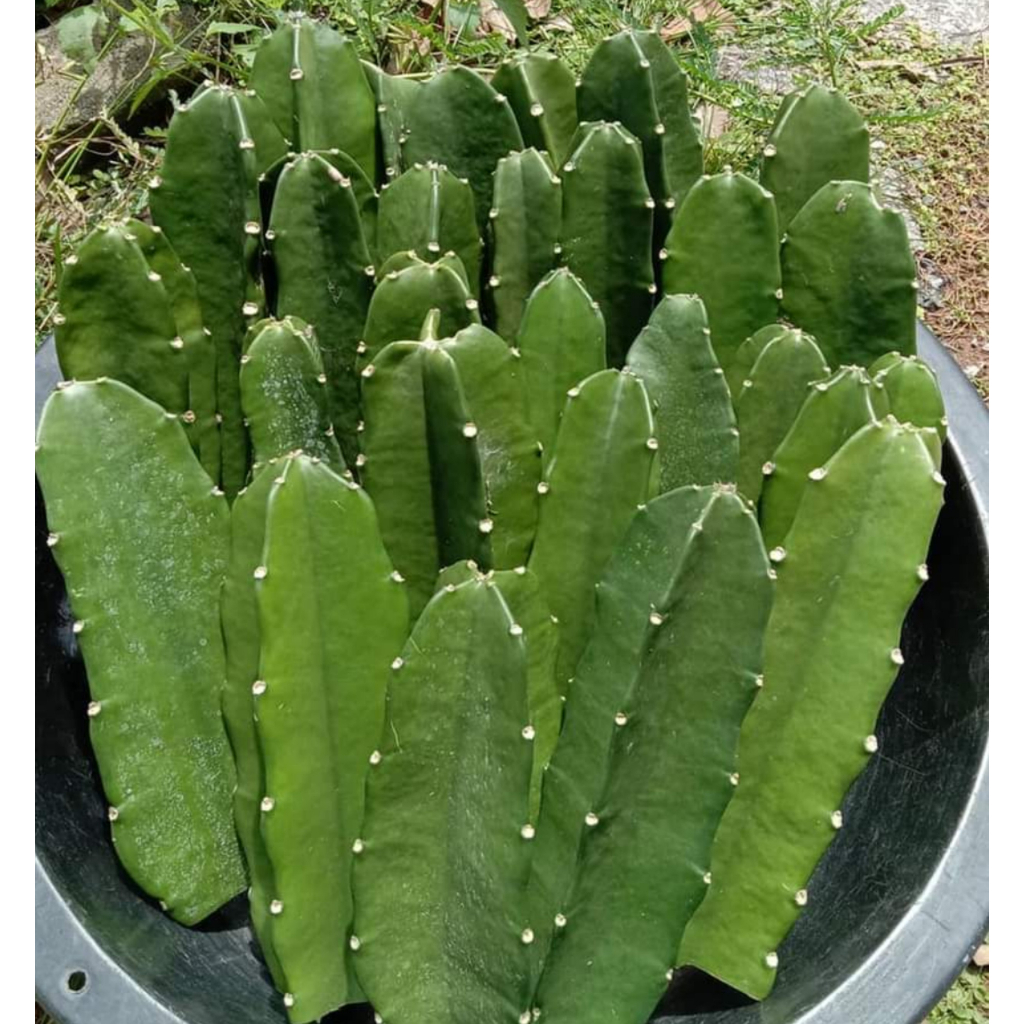 Chân tháp xương rồng CACTUSONE_SHOP 3 cạnh thái kích thướt 20-25cm
