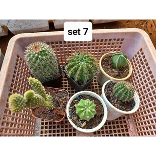 Combo 6 cây xương rồng
