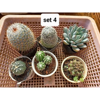 combo 6 cây xương rồng
