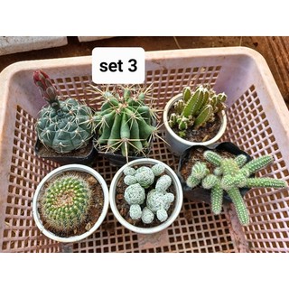combo 6 cây xương rồng