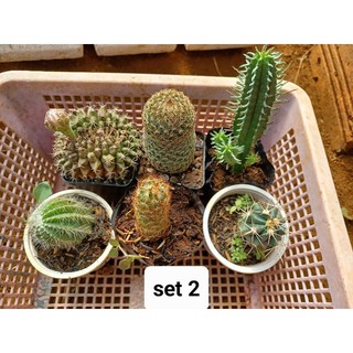 combo 6 cây xương rồng
