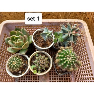 combo 6 cây xương rồng