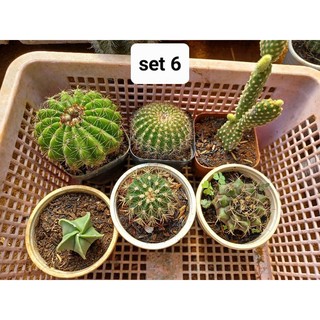 combo 6 cây xương rồng
