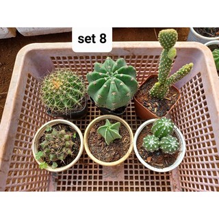 combo 6 cây xương rồng