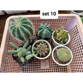 combo 6 cây xương rồng