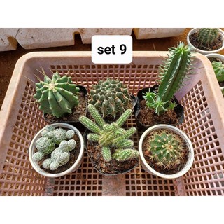 combo 6 cây xương rồng