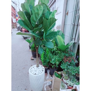 Chậu Bàng Singapore Lớn