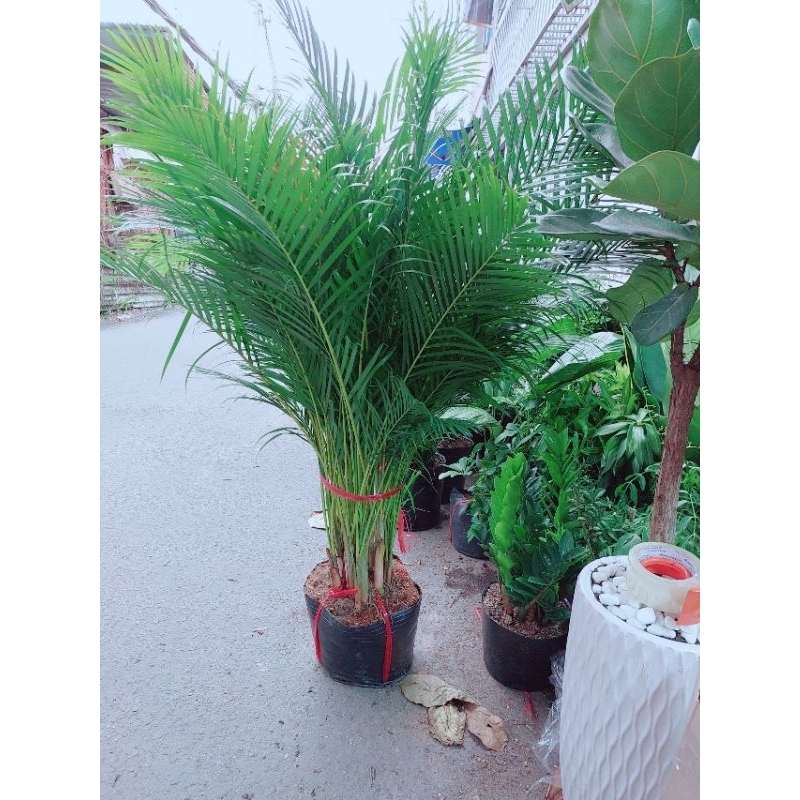 Cau Kiểng Bụi Lớn