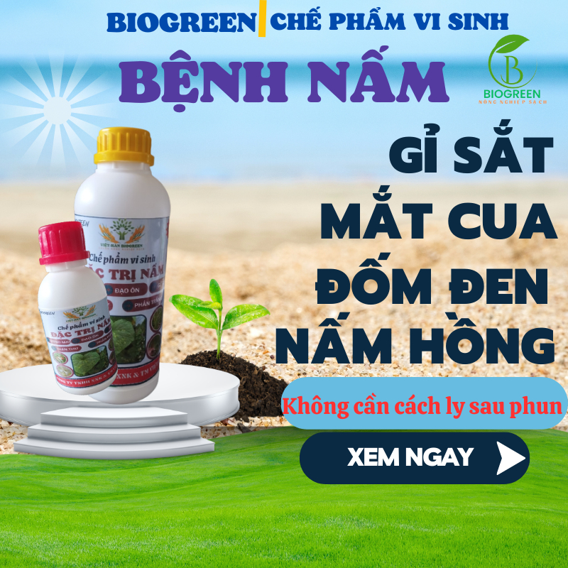 Chế phẩm sinh học trừ nấm bệnh vi sinh biogreen688 trừ sương mai gỉ sắt phấn trắng đốm đen thán thư chai 100ml