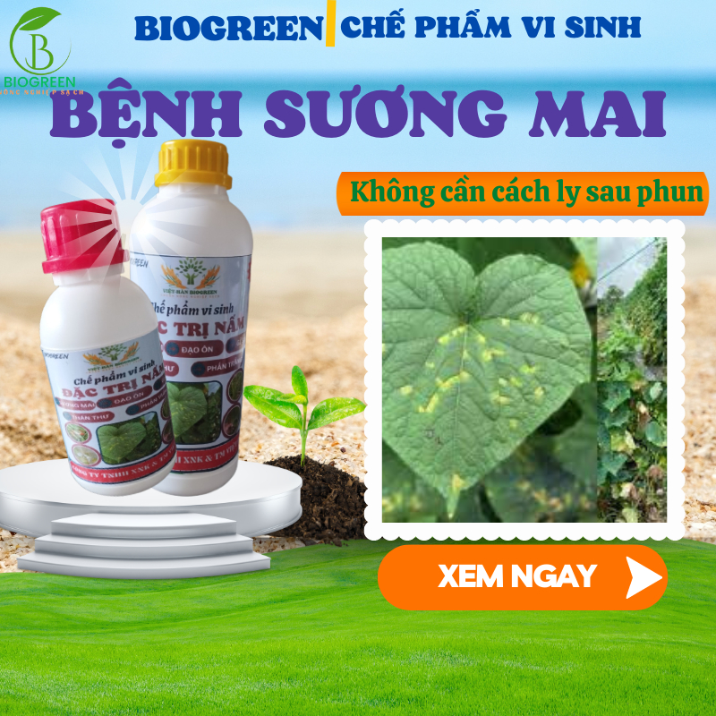 Nấm sương mai,chế phẩm sinh học trừ nấm bệnh biogreen 688 cho hoa hồng, hoa lan, sen đá, mai vàng, sầu riêng,cà chua
