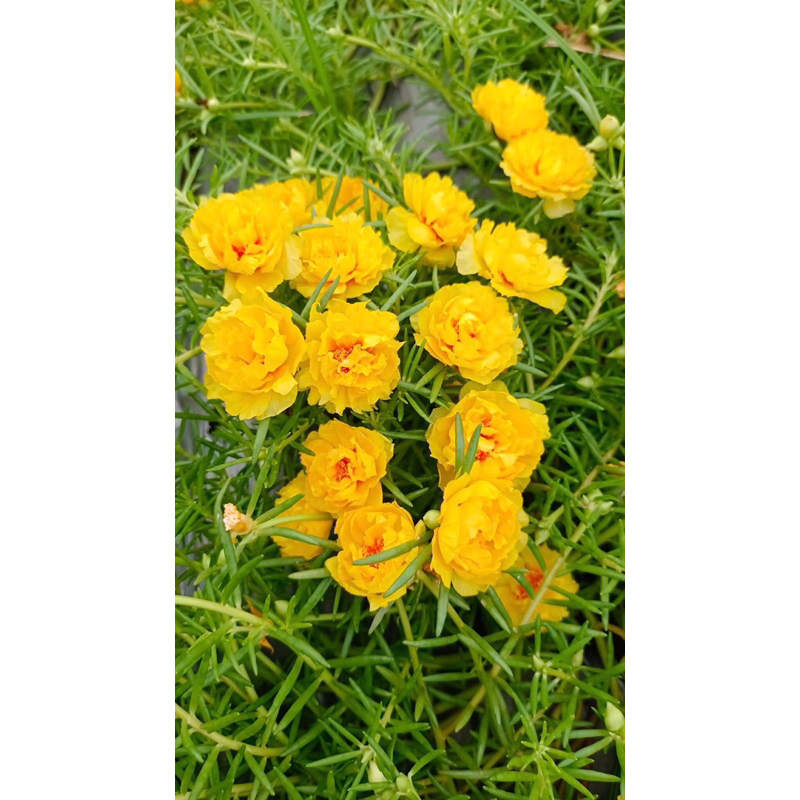 Hoa mười giờ thái kép 15 màu