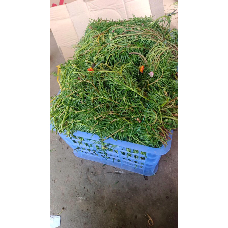 1kg mười giờ thái kép 15 màu