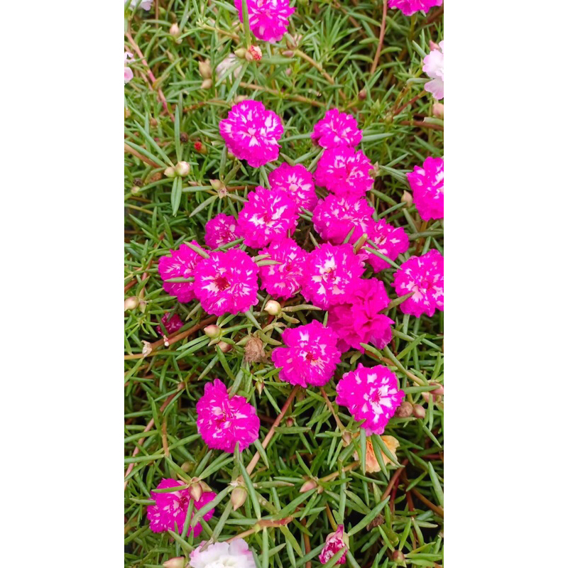 Hoa mười giờ thái kép 15 màu