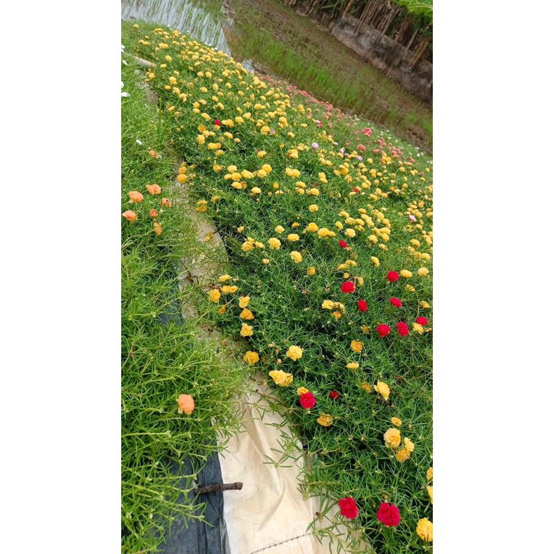 1kg mười giờ thái kép 15 màu