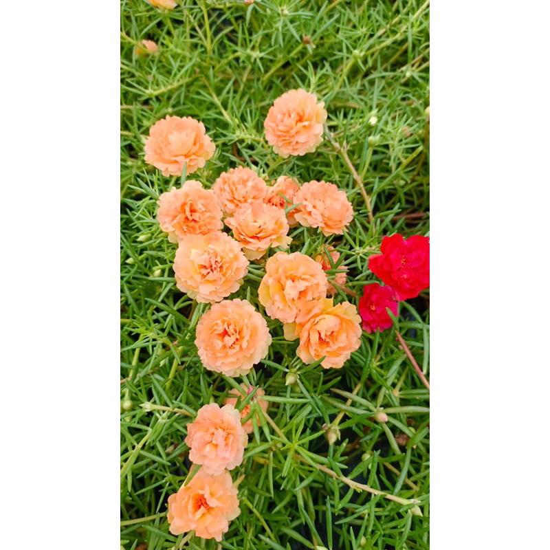 Hoa mười giờ thái kép 15 màu