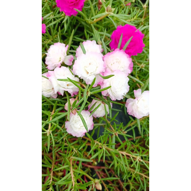 Hoa mười giờ thái kép 15 màu