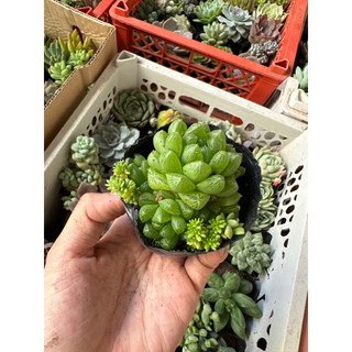 SEN ĐÁ HAWORTHIA