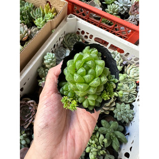 Sen đá haworthia