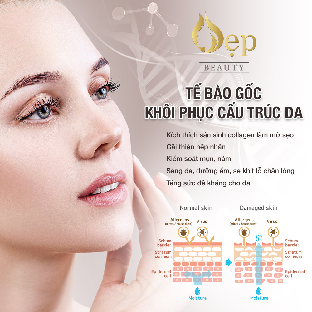 TẾ BÀO GỐC KHÔI PHỤC CẤU TRÚC DA
