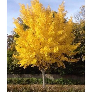 cây giống ngân hạnh cao 10cm khách lưu ý khi mua mùa này còn rụng hết lá