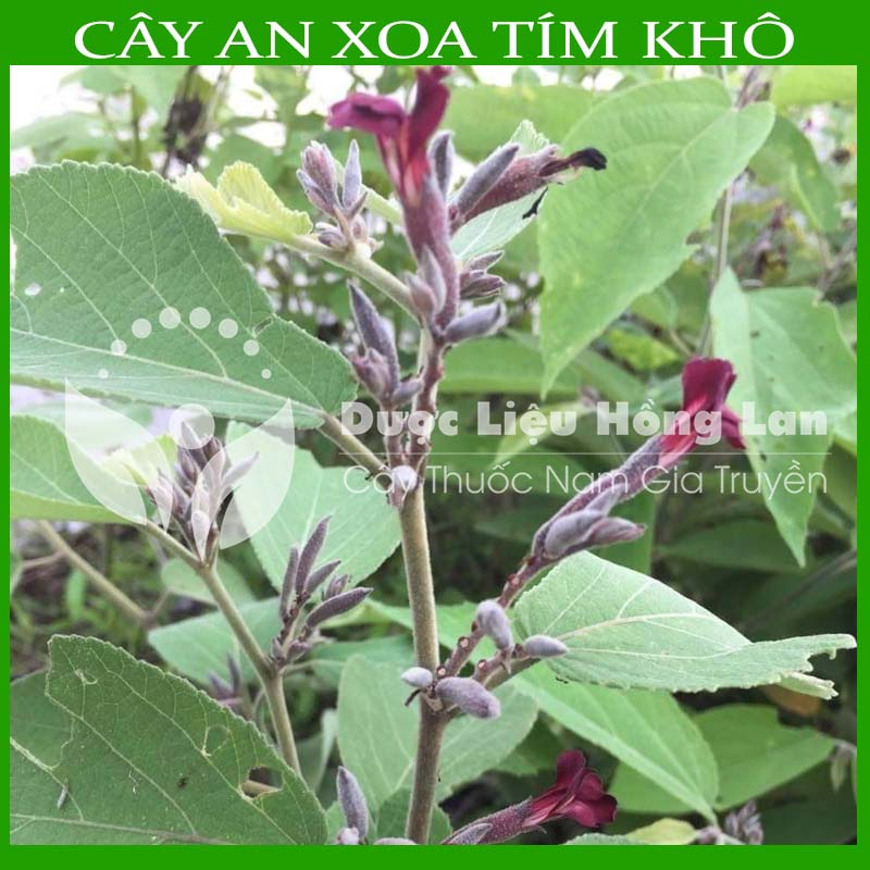 CÂY AN XOA khô sạch đóng gói 1kg - congtyduoclieuhonglan