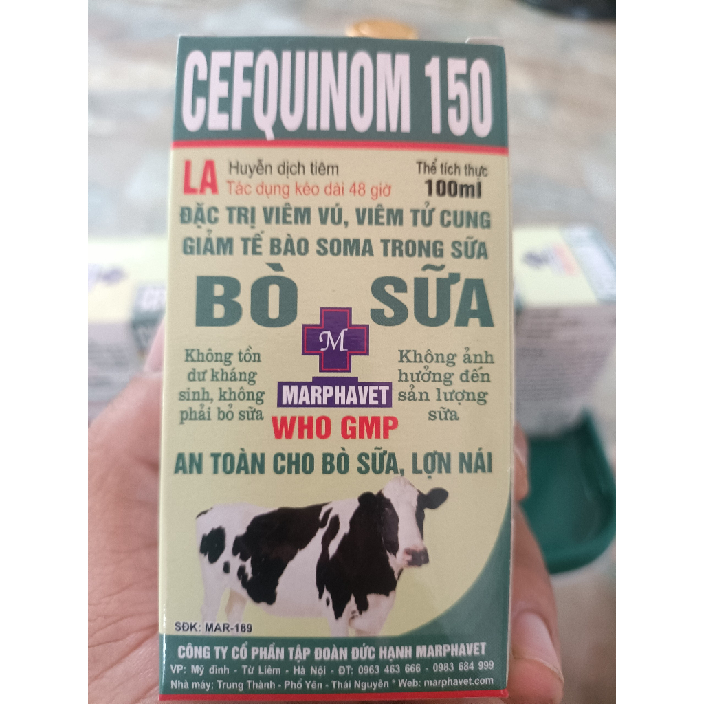 Cefquinom 150 LA  an toàn trong viêm vú bò sữa, lợn nái "không phải bỏ sữa"
