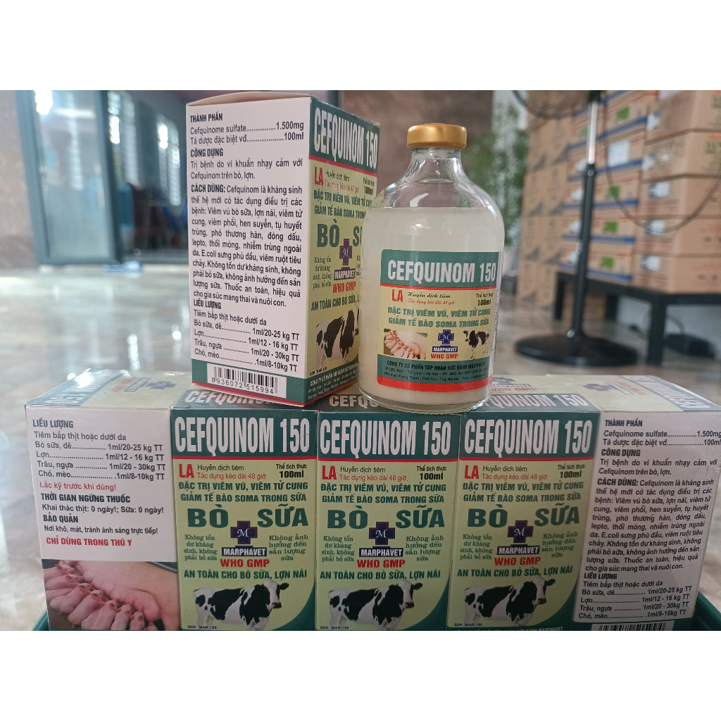 Cefquinom 150 LA  an toàn trong viêm vú bò sữa, lợn nái "không phải bỏ sữa"