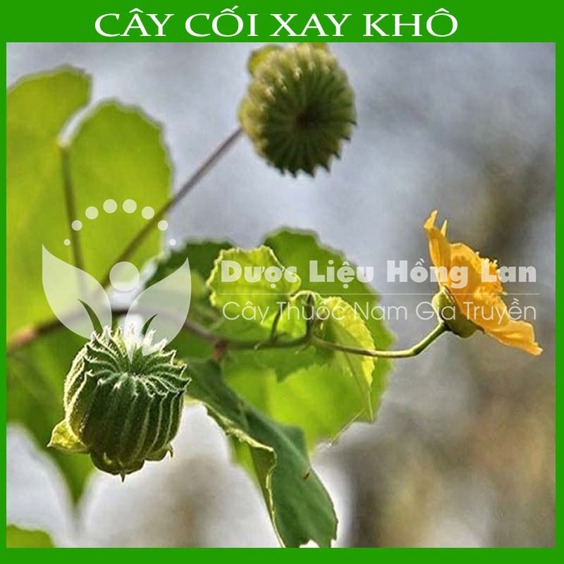✅ 1kg Cây Cối Xay khô sạch - Hàng Công Ty