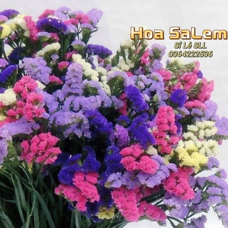 30 hạt giống hoa salem Thái Lan💖 NẢY MẦM CỰC ĐỈNH💖 chất lượng cao