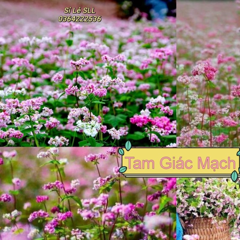 🌟 500 Hạt Giống Hoa Tam Giác Mạch🌟 Siêu Dễ Trồng