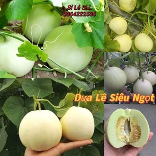 1 gam hạt giống dưa lê f1 💗💗 Siêu Ngọt💗💗 năng suất cao