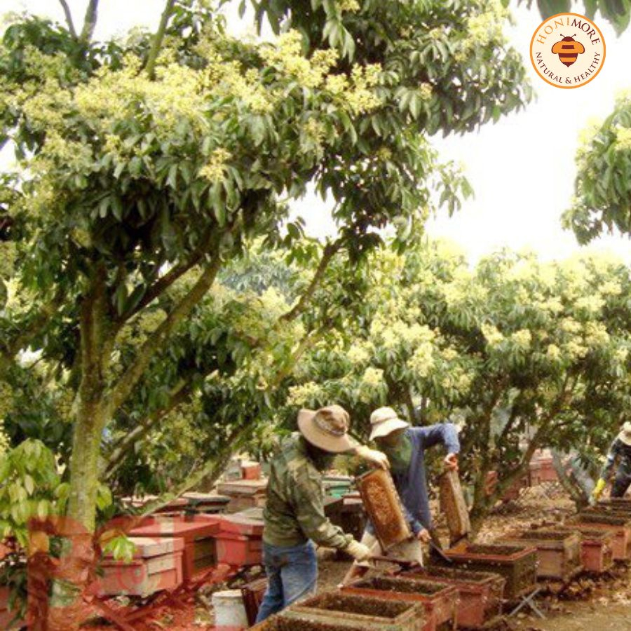 Combo 3 chai Mật ong rừng Hoa Phương Nam Honimore 630g/chai tặng 3 hũ mật ong cùng loại 360g/hũ + 1 tuýp mật ong 130g