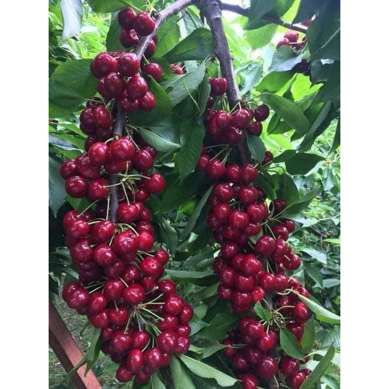 20-20-20+TE PHÂN BÓN LÁ SINH HỌC. CHUYÊN DÙNG CHO CÂY CÔNG NGHIỆP, CÂY ĂN TRÁI VÀ RAU MÀU.