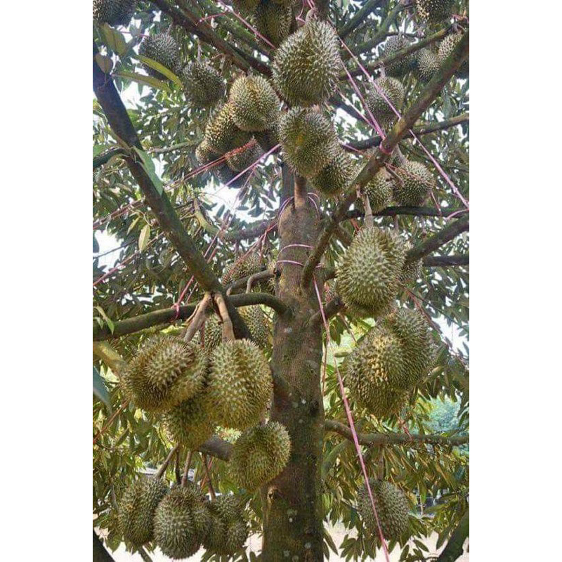 20-20-20+TE PHÂN BÓN LÁ SINH HỌC. CHUYÊN DÙNG CHO CÂY CÔNG NGHIỆP, CÂY ĂN TRÁI VÀ RAU MÀU.