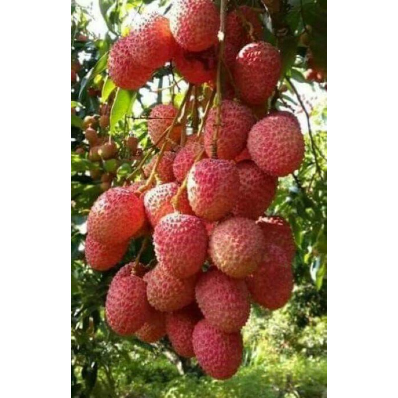 20-20-20+TE PHÂN BÓN LÁ SINH HỌC. CHUYÊN DÙNG CHO CÂY CÔNG NGHIỆP, CÂY ĂN TRÁI VÀ RAU MÀU.