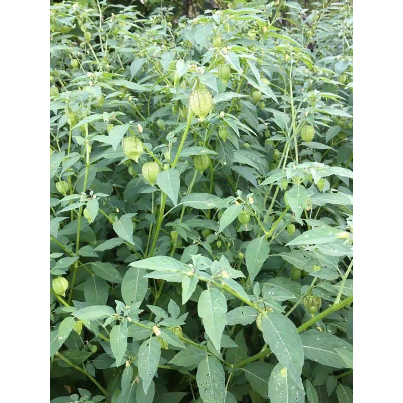 Tầm bóp khô  1 kg