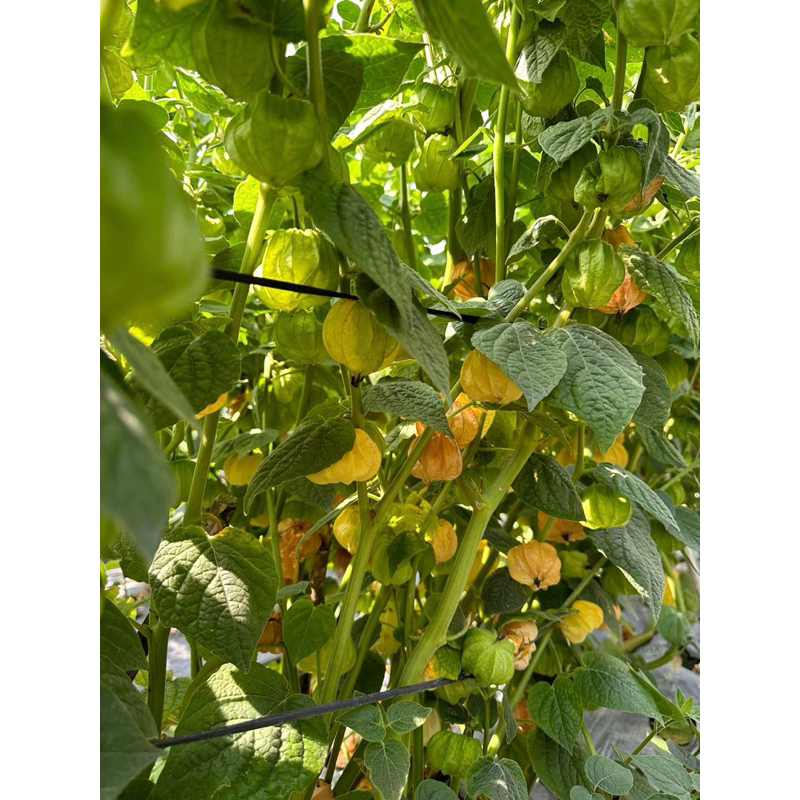 Tầm bóp khô  1 kg