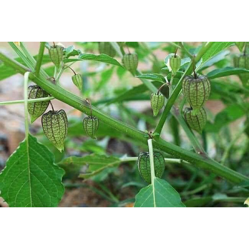 Tầm bóp khô  1 kg