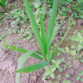 10 củ sâm đại hành rễ trần 💘 THANH TOÁN TRƯỚC TẶNG 2 CỦ 💘 Sô lượng có hạn