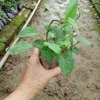 5 cây diếp cá trong 1 bầu 🎪🎪 tặng phân bón 🎪🎪 số lượng có hạn