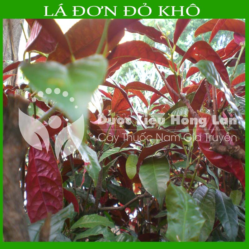 Thảo dược LÁ ĐƠN ĐỎ khô sạch đóng gói 500gram - congtyduoclieuhonglan