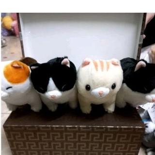 gấu bông mèo amuse