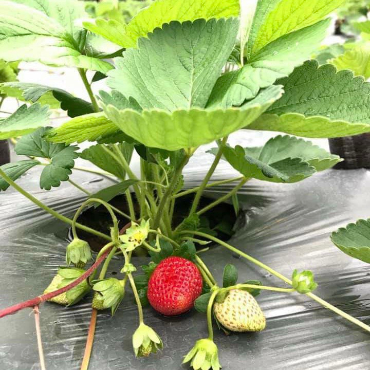 Combo 6 Cây Giống Dâu Tây Cấy mô Chịu Nhiệt và 2kg Giá Thể Trồng Dâu, có thê chọn giống