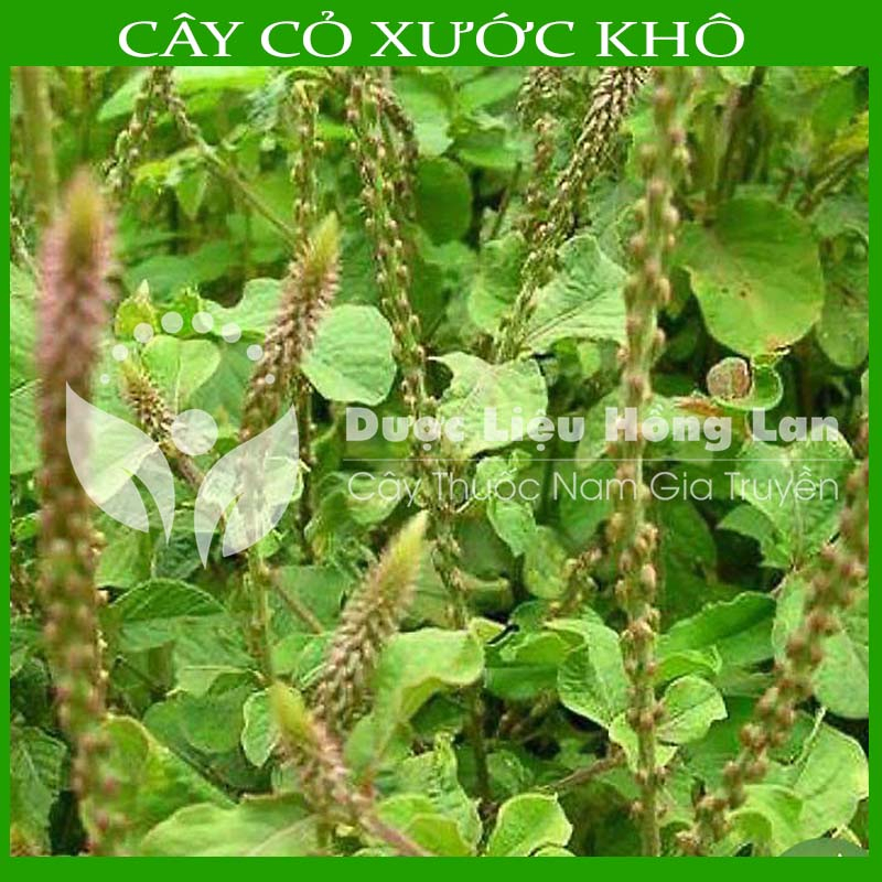 Thảo dược CÂY CỎ XƯỚC khô sạch đóng gói 500gram - congtyduoclieuhonglan