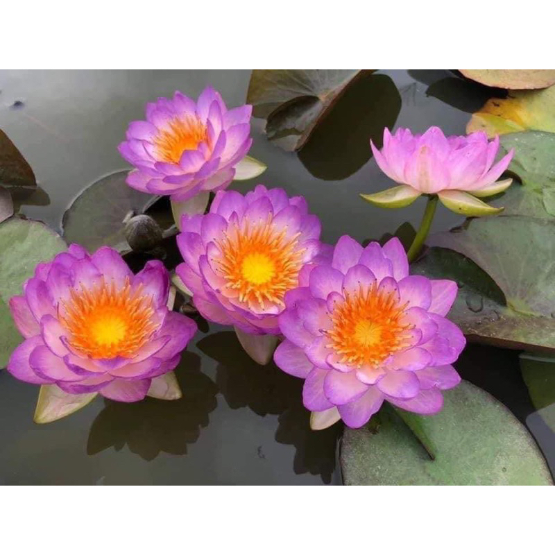 Siam purple