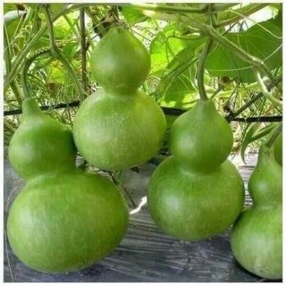 hạt giống bầu hồ lô 1gam 10 hạt 💖 NẢY MẦM CỰC ĐỈNH💖 chất lượng cao