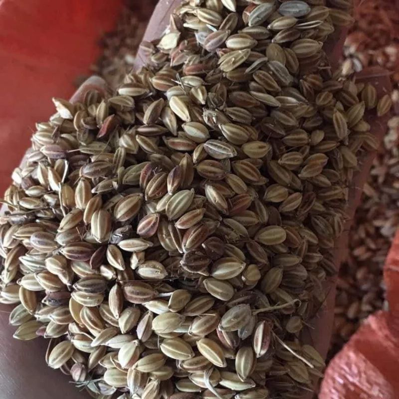 Gạo nếp cẩm Điện Biên dẻo thơm 1kg