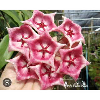 giò lan cẩm cù Kaimuki pink sắp cho hoa