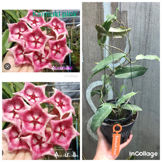 Giò lan cẩm cù Kaimuki pink sắp cho hoa