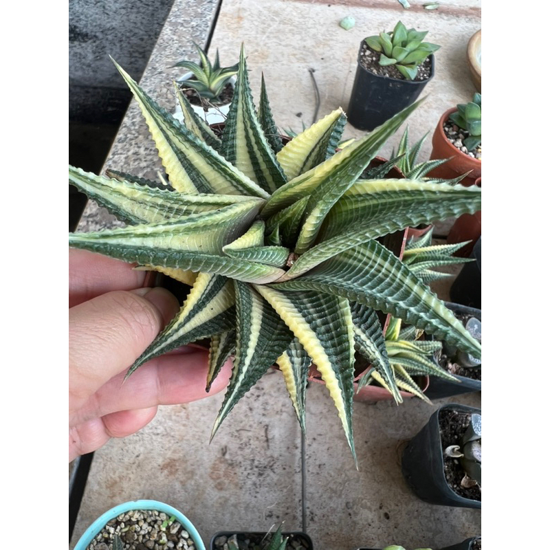 Móng rồng xoáy var